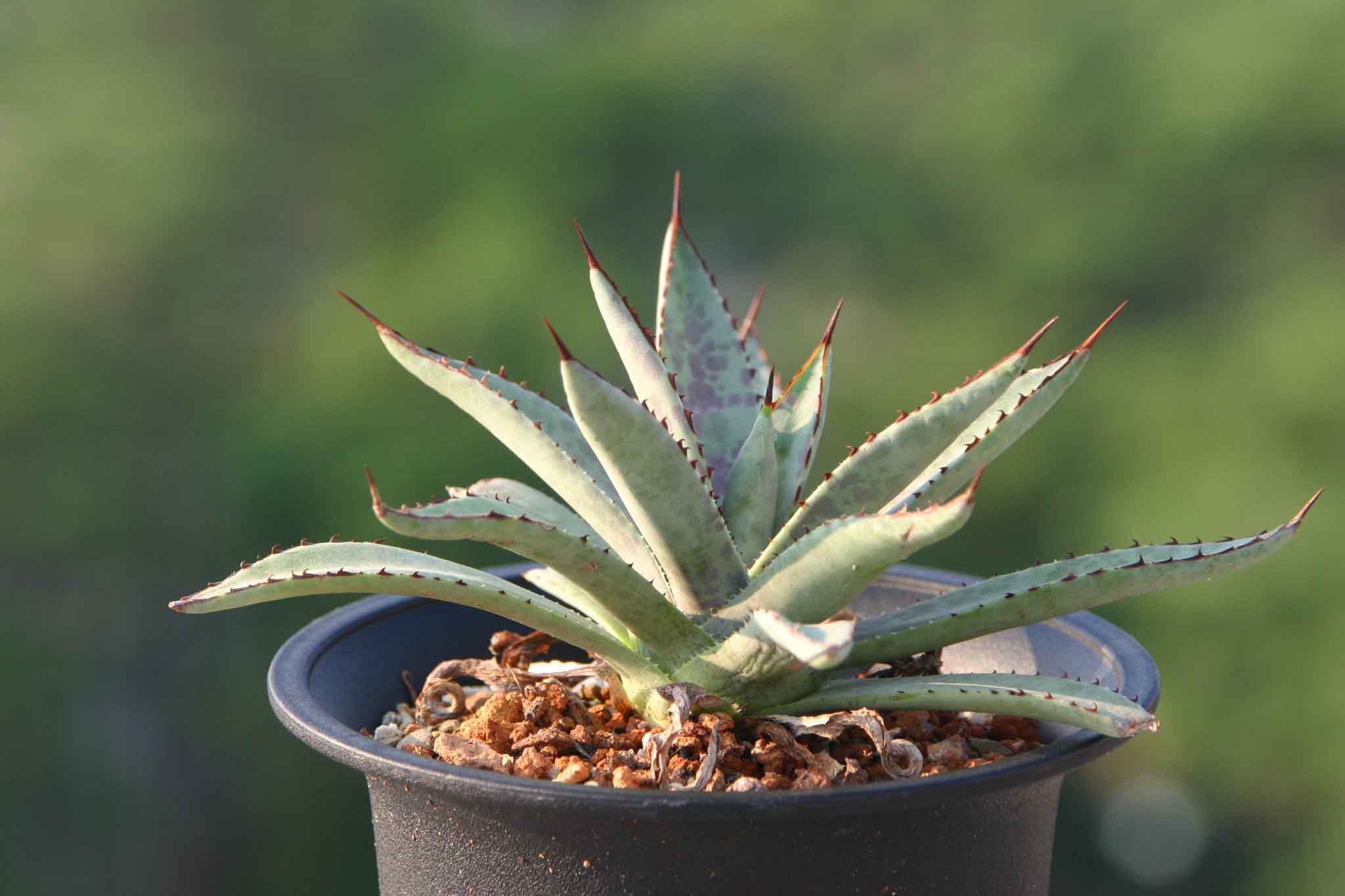 按此在新視窗瀏覽圖片