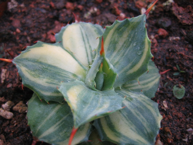 按此在新視窗瀏覽圖片