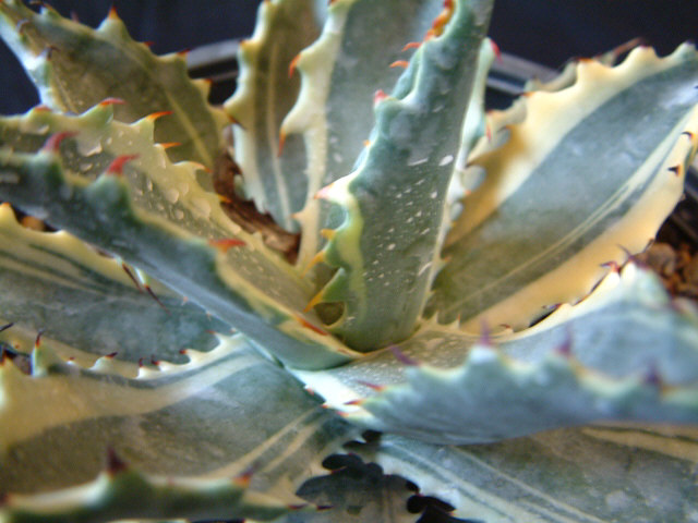 按此在新視窗瀏覽圖片