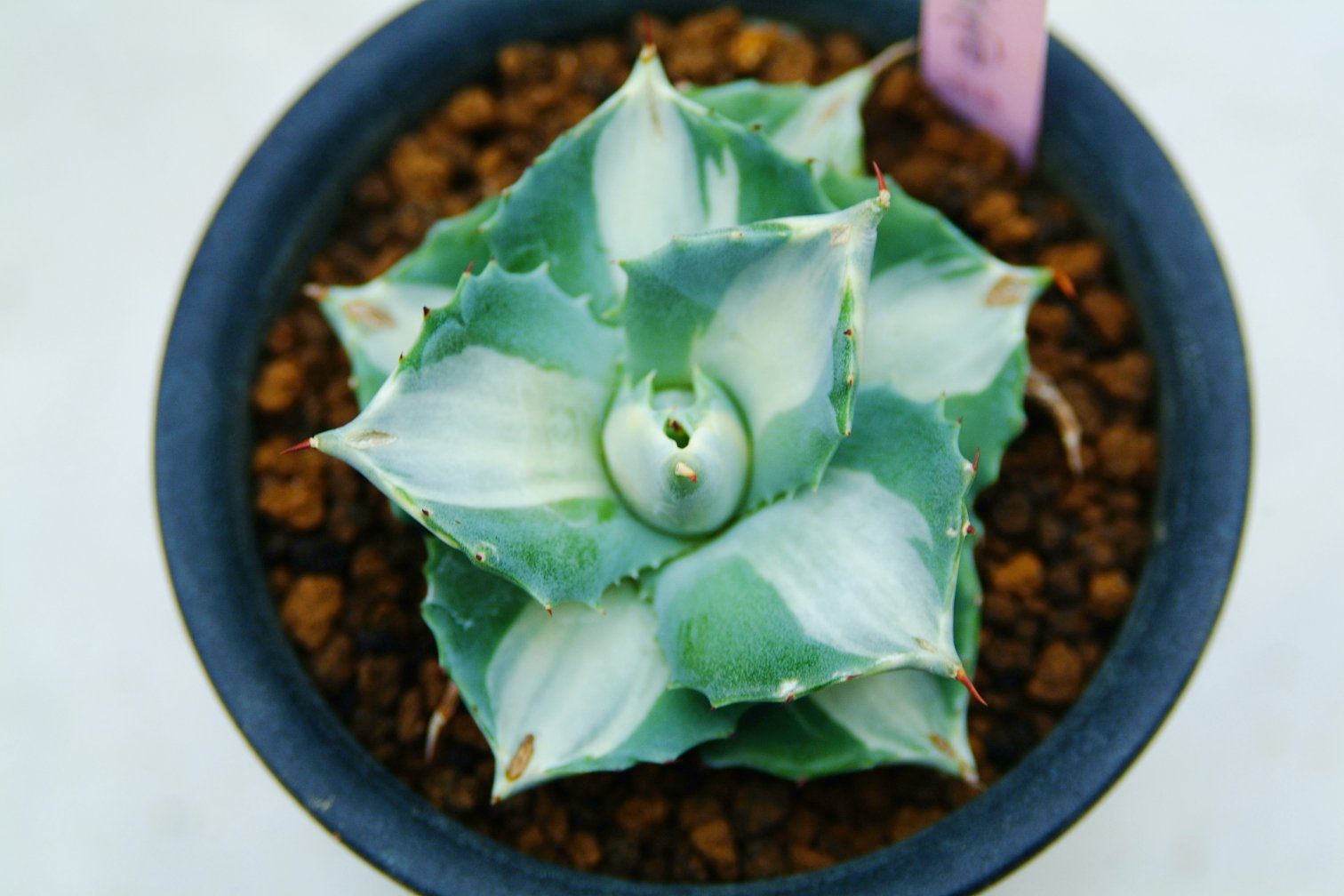 按此在新視窗瀏覽圖片