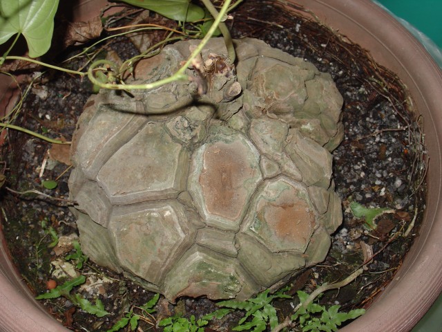 «ö¦¹¦b·sµøµ¡ÂsÄý¹Ï¤ù