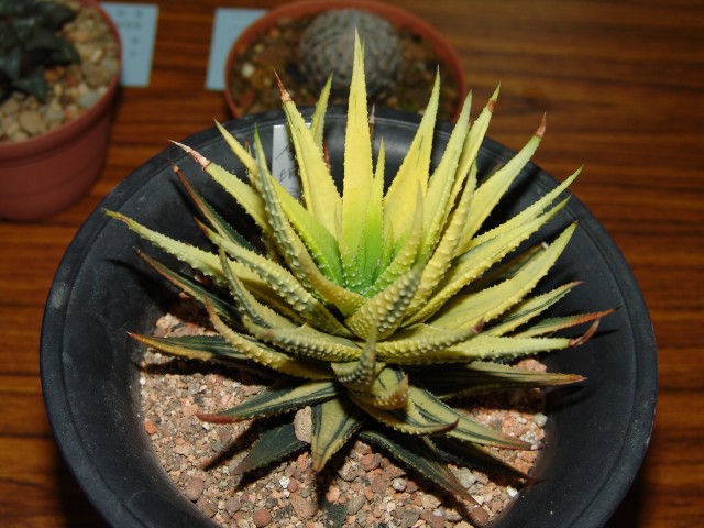 按此在新視窗瀏覽圖片