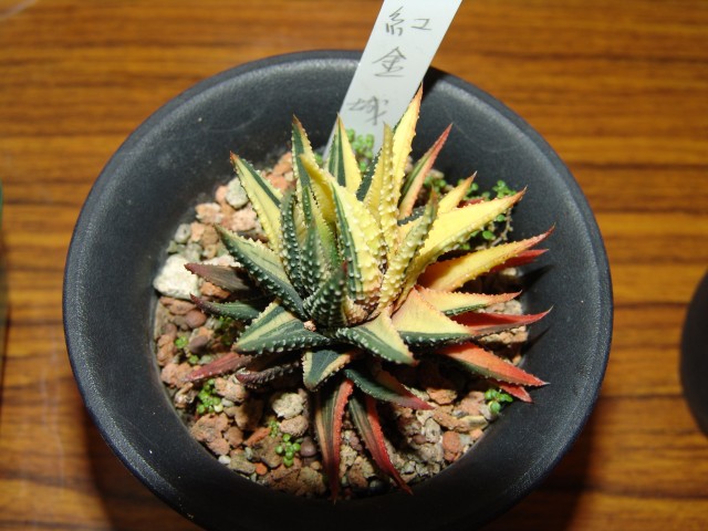 按此在新視窗瀏覽圖片