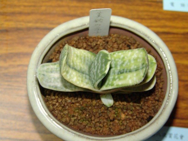 按此在新視窗瀏覽圖片