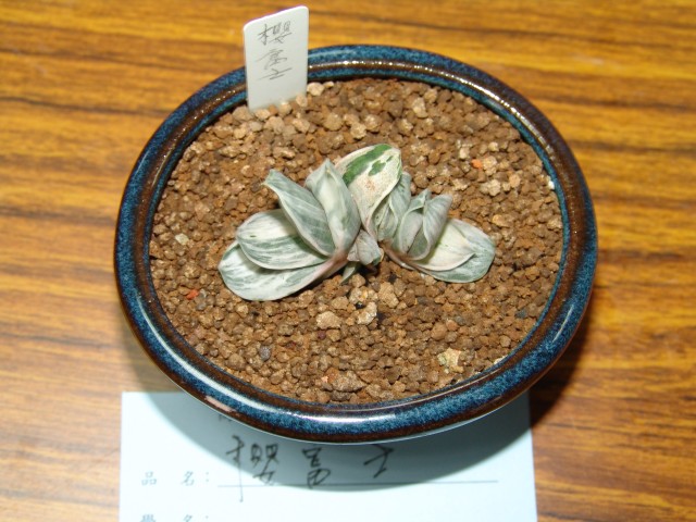 按此在新視窗瀏覽圖片