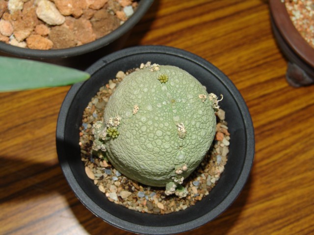 按此在新視窗瀏覽圖片