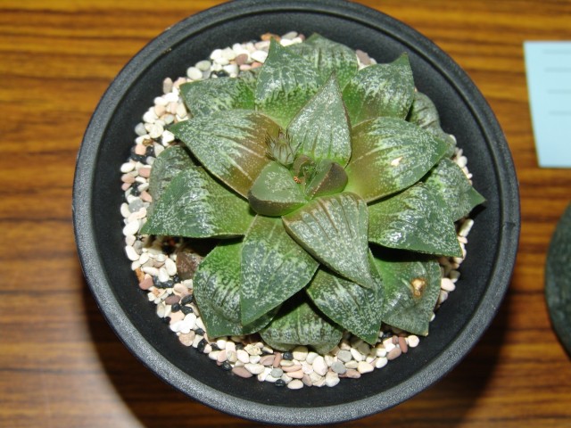 按此在新視窗瀏覽圖片