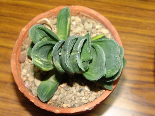 按此在新視窗瀏覽圖片