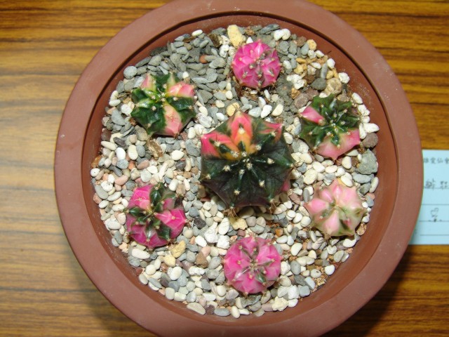 按此在新視窗瀏覽圖片