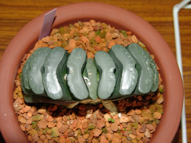 按此在新視窗瀏覽圖片