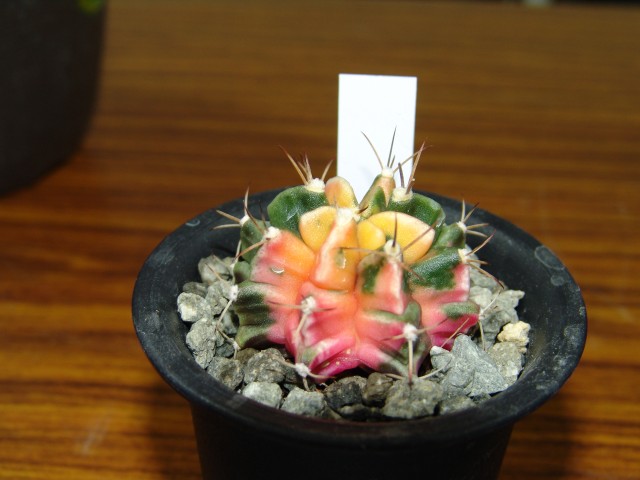 按此在新視窗瀏覽圖片