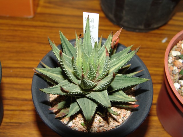 按此在新視窗瀏覽圖片