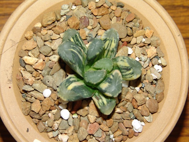 按此在新視窗瀏覽圖片