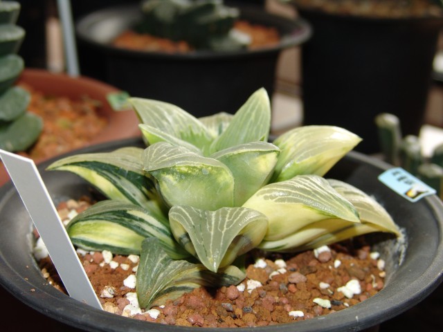 按此在新視窗瀏覽圖片