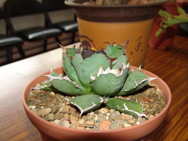 按此在新視窗瀏覽圖片