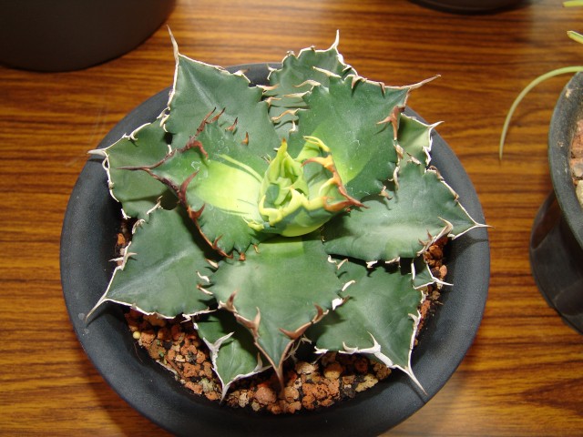 按此在新視窗瀏覽圖片