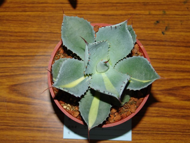 按此在新視窗瀏覽圖片