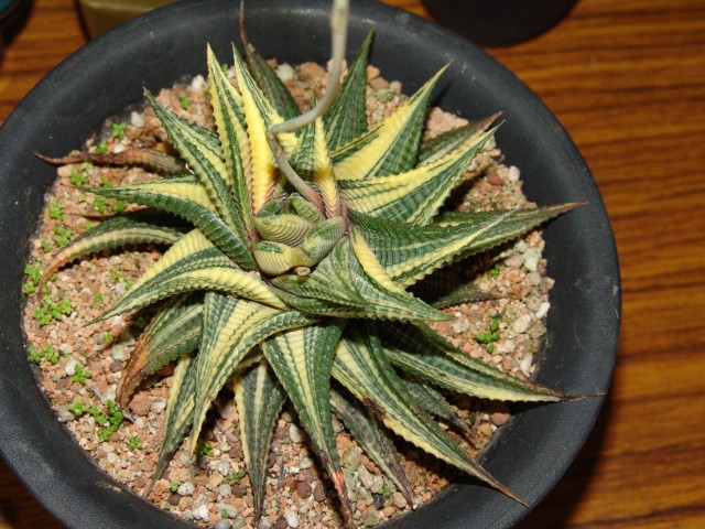 按此在新視窗瀏覽圖片