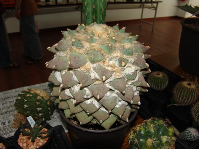 按此在新視窗瀏覽圖片