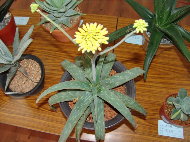 按此在新視窗瀏覽圖片