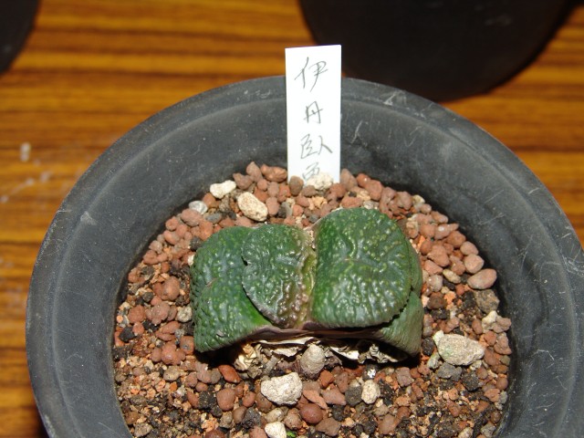 按此在新視窗瀏覽圖片