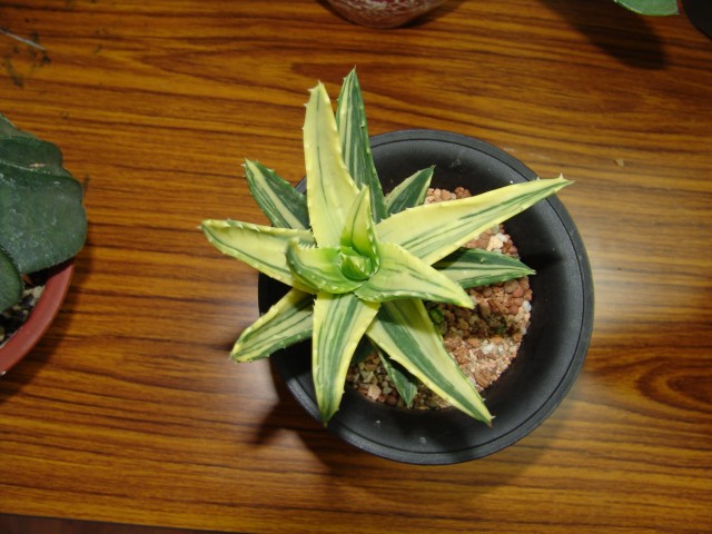 按此在新視窗瀏覽圖片