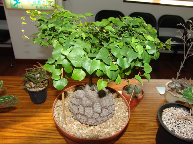 按此在新視窗瀏覽圖片