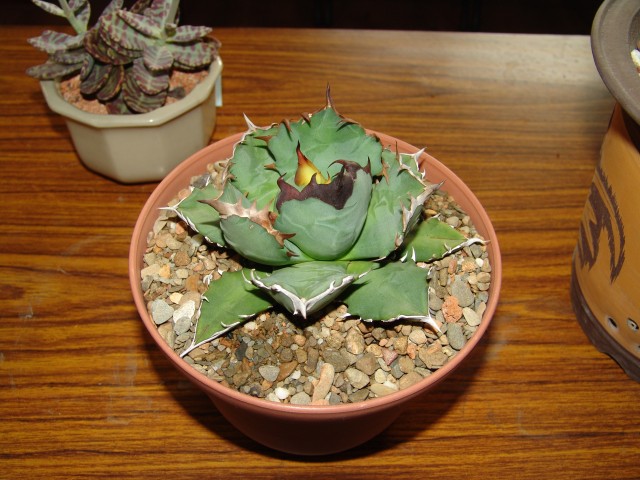 按此在新視窗瀏覽圖片