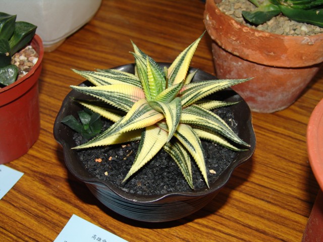 按此在新視窗瀏覽圖片