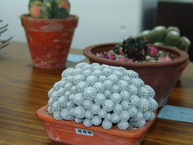 按此在新視窗瀏覽圖片