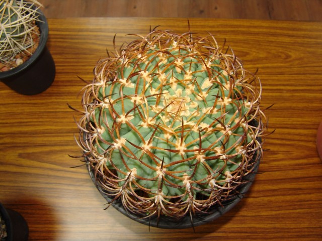 按此在新視窗瀏覽圖片