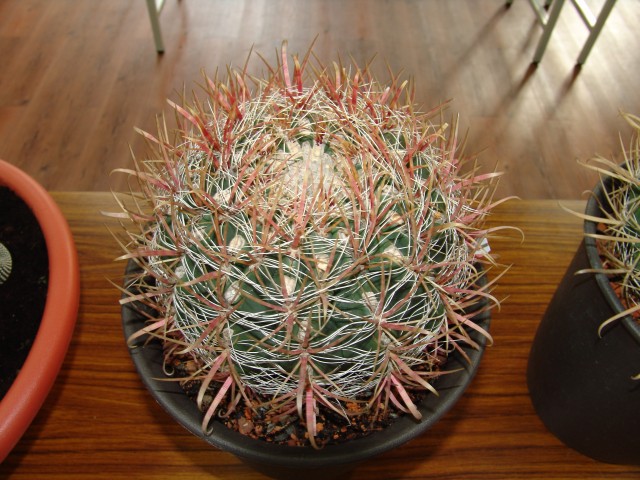 按此在新視窗瀏覽圖片