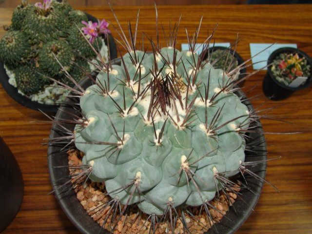 按此在新視窗瀏覽圖片