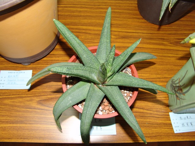 按此在新視窗瀏覽圖片