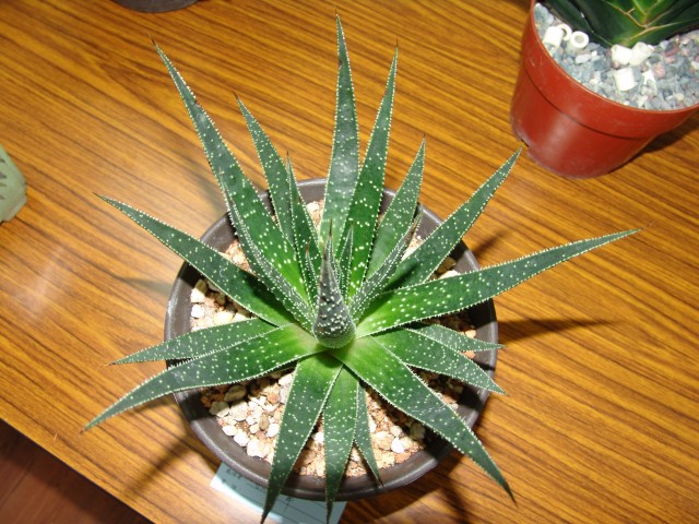 按此在新視窗瀏覽圖片