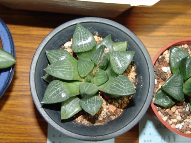 按此在新視窗瀏覽圖片