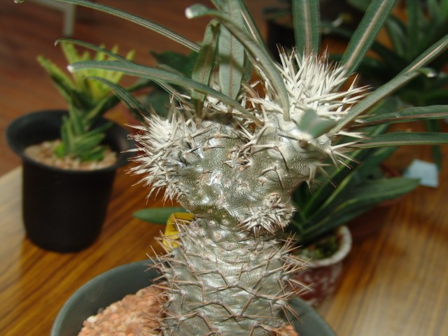 按此在新視窗瀏覽圖片