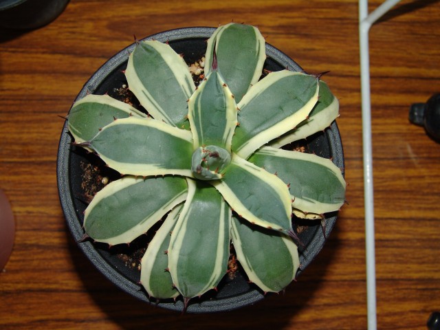 按此在新視窗瀏覽圖片