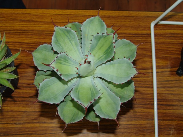 按此在新視窗瀏覽圖片