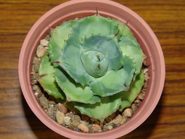 按此在新視窗瀏覽圖片