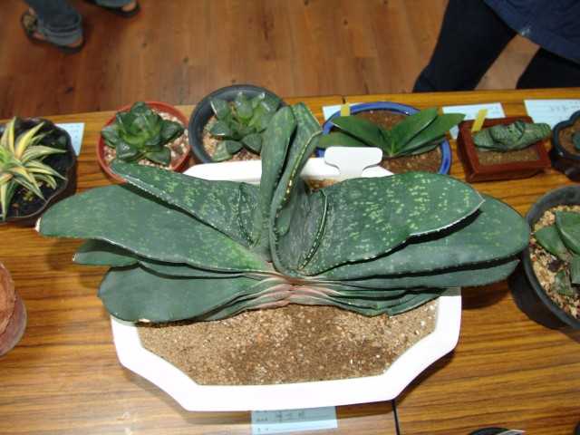 按此在新視窗瀏覽圖片