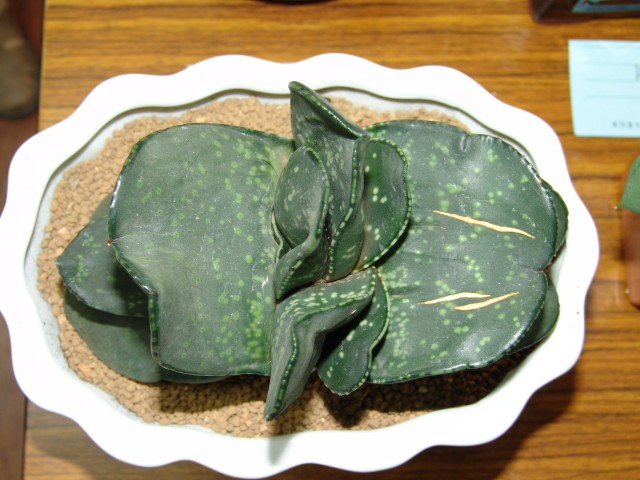 按此在新視窗瀏覽圖片