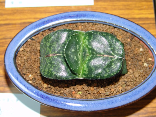 按此在新視窗瀏覽圖片