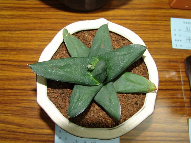 按此在新視窗瀏覽圖片