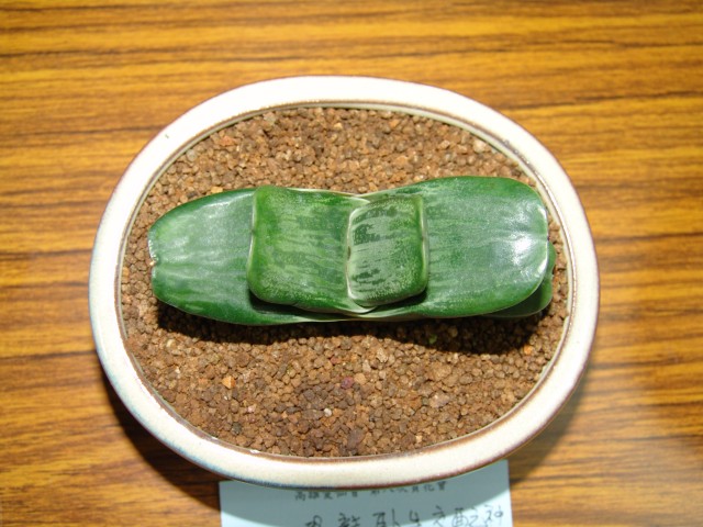 按此在新視窗瀏覽圖片