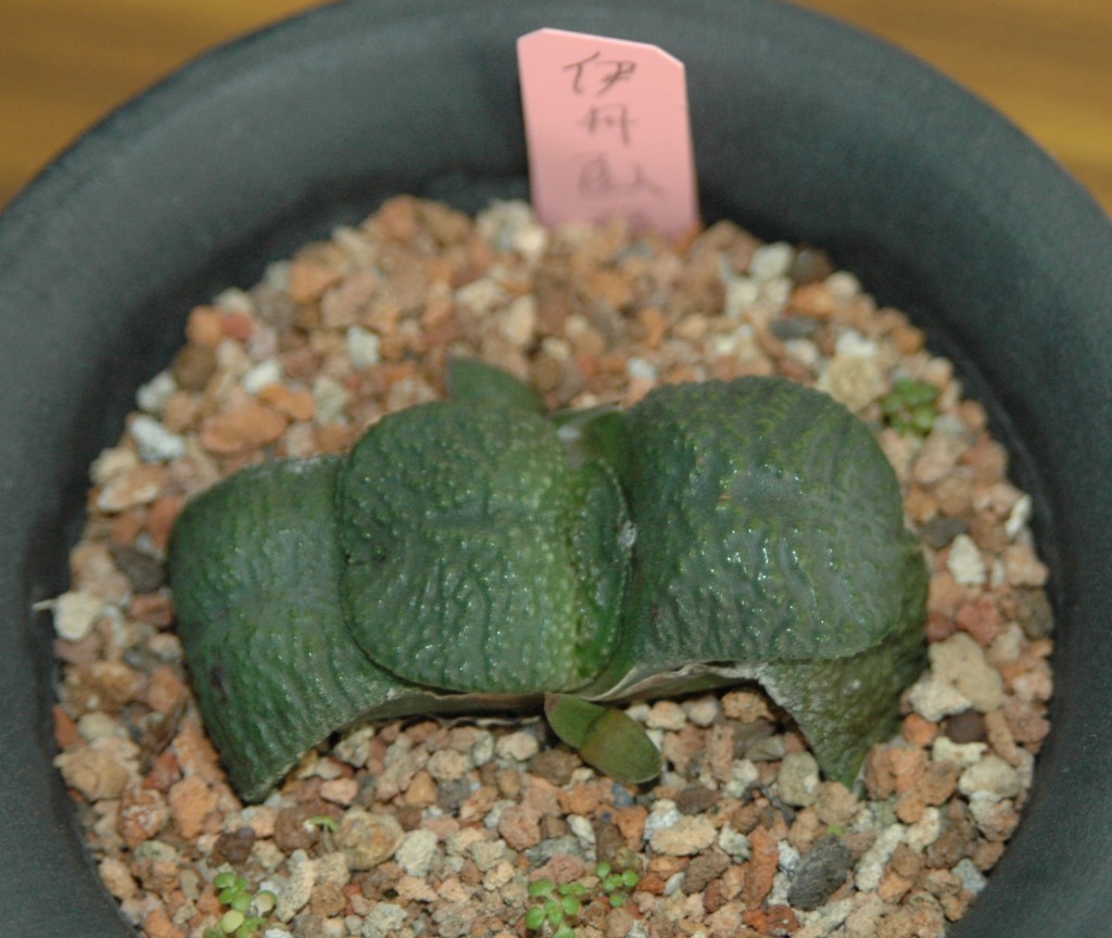 按此在新視窗瀏覽圖片