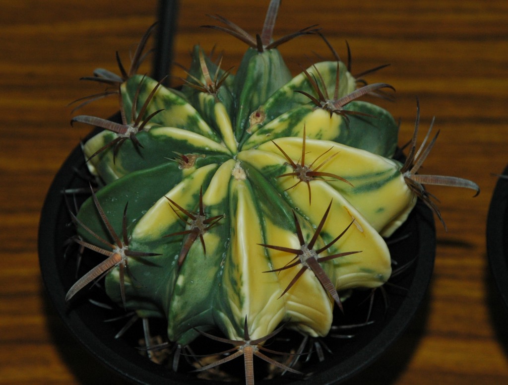 按此在新視窗瀏覽圖片