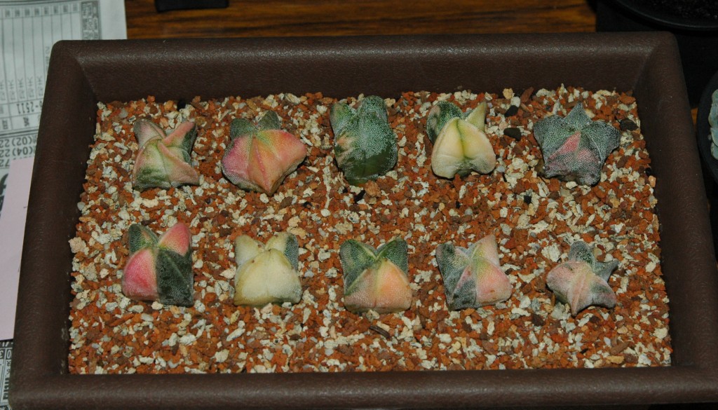 按此在新視窗瀏覽圖片