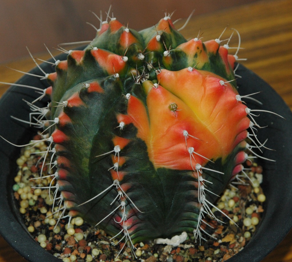 按此在新視窗瀏覽圖片