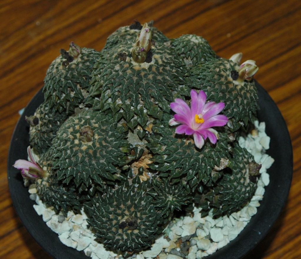 按此在新視窗瀏覽圖片